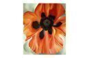 Red Poppy, No. VI, 1928