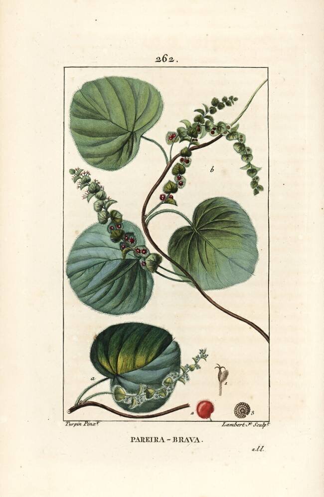 Abuta Pierre Jean Francois Turpin