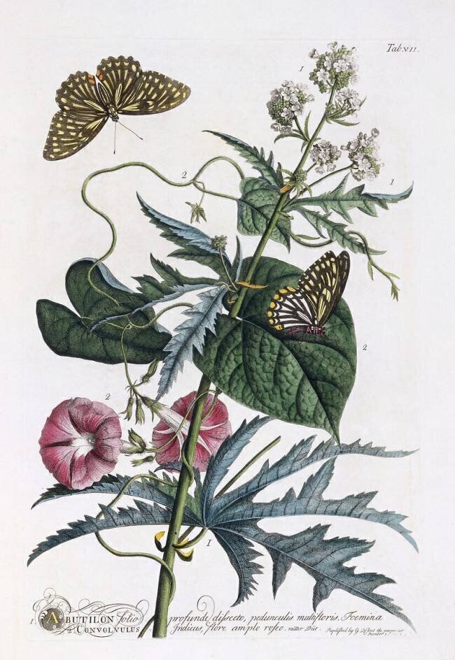 Abutilon & Convolvulus Georg Dionysius Ehret