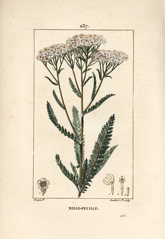 Achillee yarrow - Yarrow Pierre Jean Francois Turpin