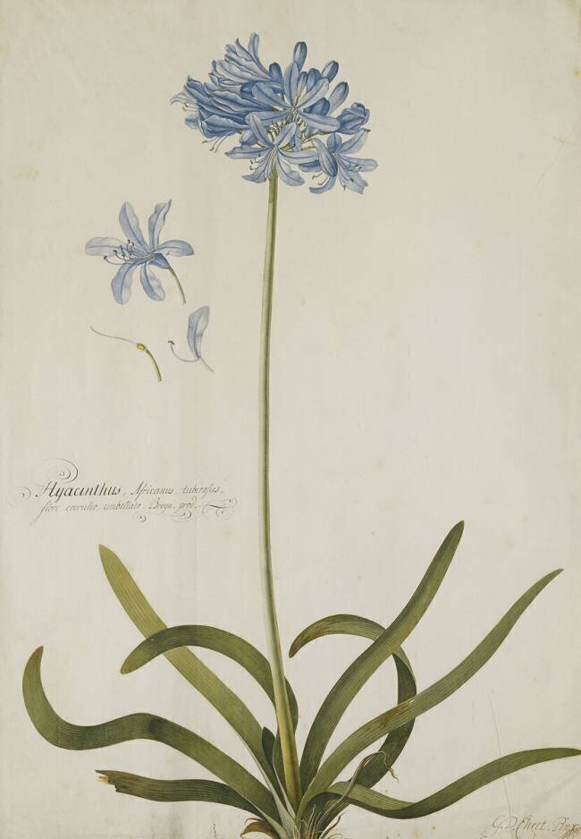 Agapanthus Georg Dionysius Ehret