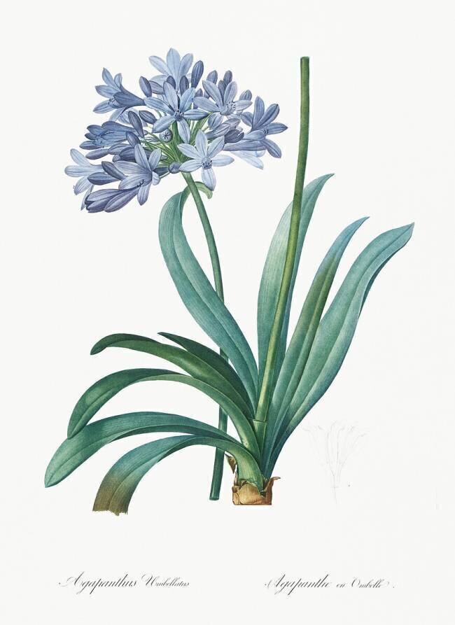Agapanthus umbrellatus Pierre Joseph Redouté