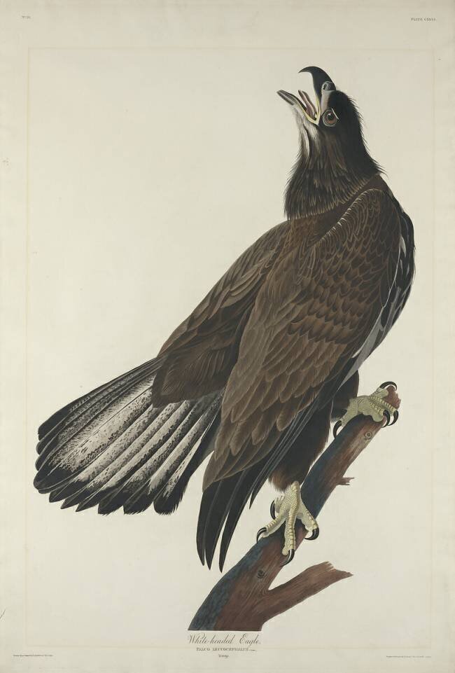 Aigle à tête blanche John James Audubon
