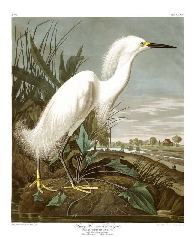 Aigrette neigeuse John James Audubon