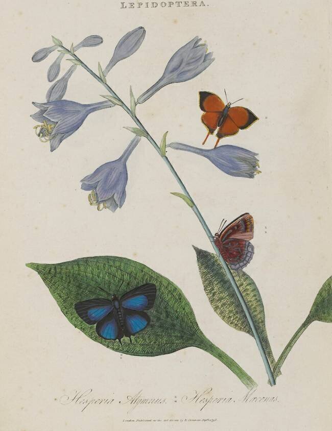 Album Donovan : Histoire naturelle de la Chine : les insectes Edward Donovan