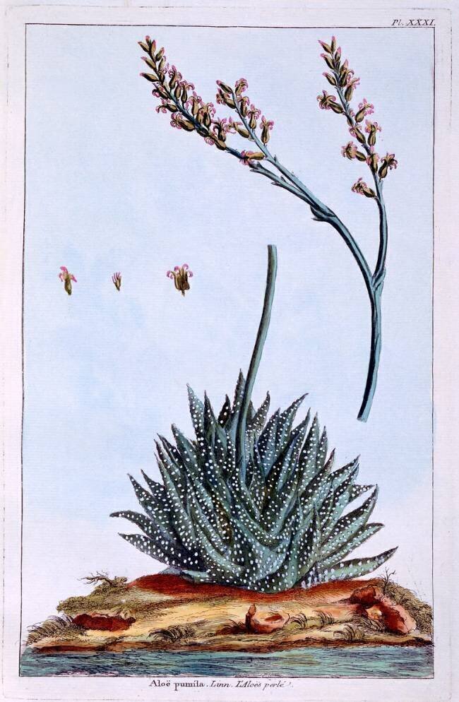 Aloe Pierre-Joseph Buchoz