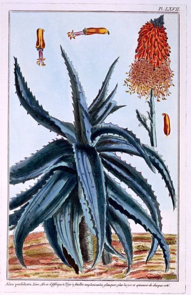 Aloe Pierre-Joseph Buchoz