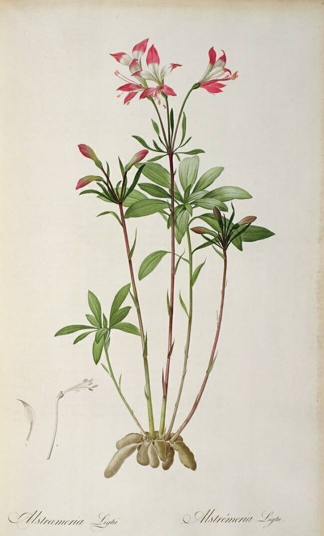 Alstraemeria Ligtu Pierre Joseph Redouté