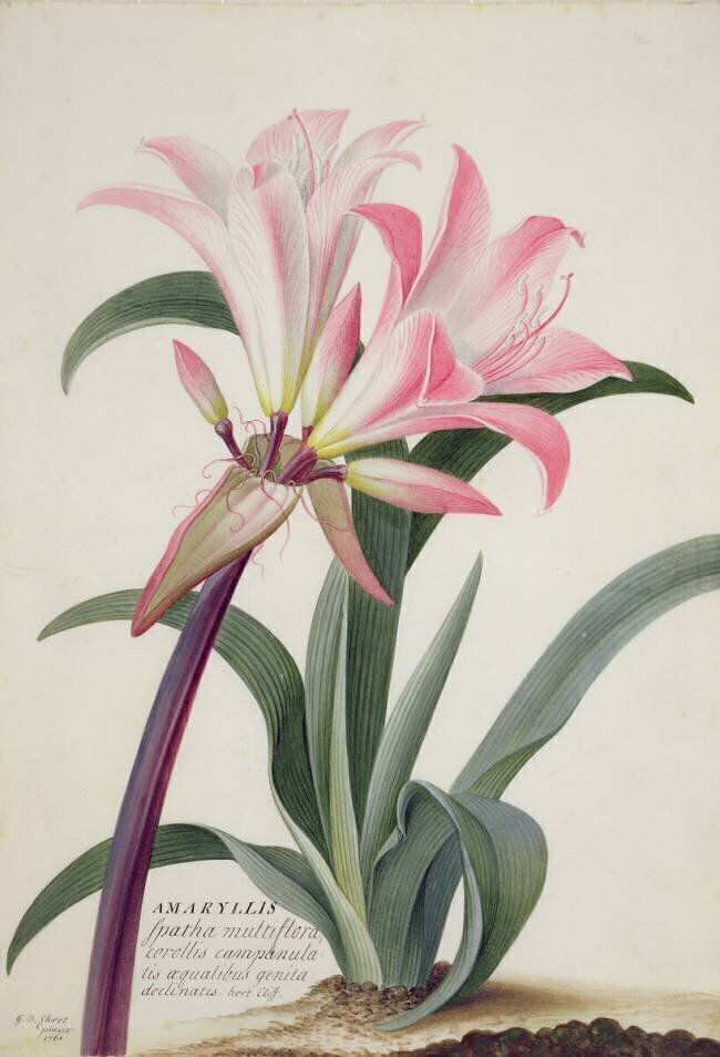 Amaryllis Belladonna Georg Dionysius Ehret