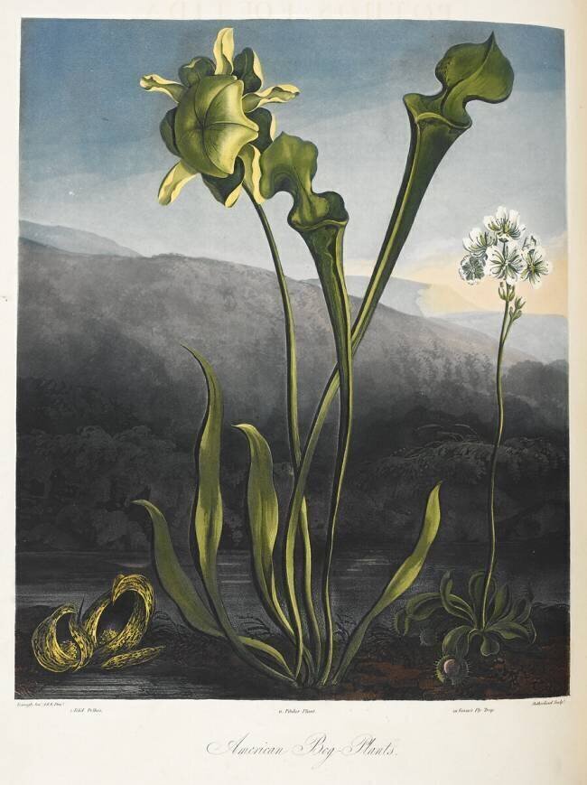 American bog plants Robert John Thornton