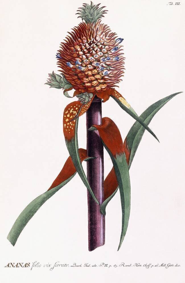 Ananas Georg Dionysius Ehret