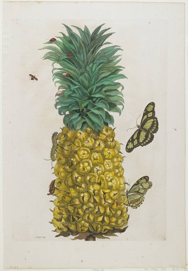 Ananas mature avec papillons Maria Sibylla Graff Merian