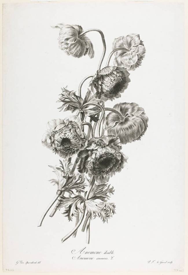 Anémone Double Gérard van Spaendonck