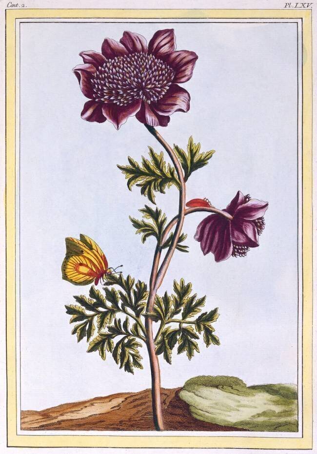 Anénome de jardin Pierre-Joseph Buchoz