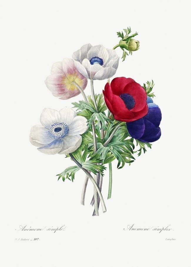 Anemone Pierre Joseph Redouté