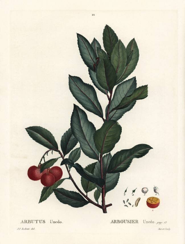 Arbutus unedo Pierre Joseph Redouté