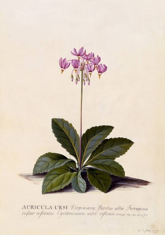 Aricula ursi Georg Dionysius Ehret
