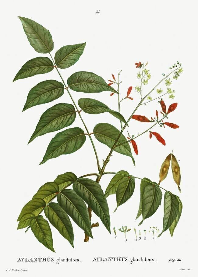 Aylanthus glandulosa Pierre Joseph Redouté