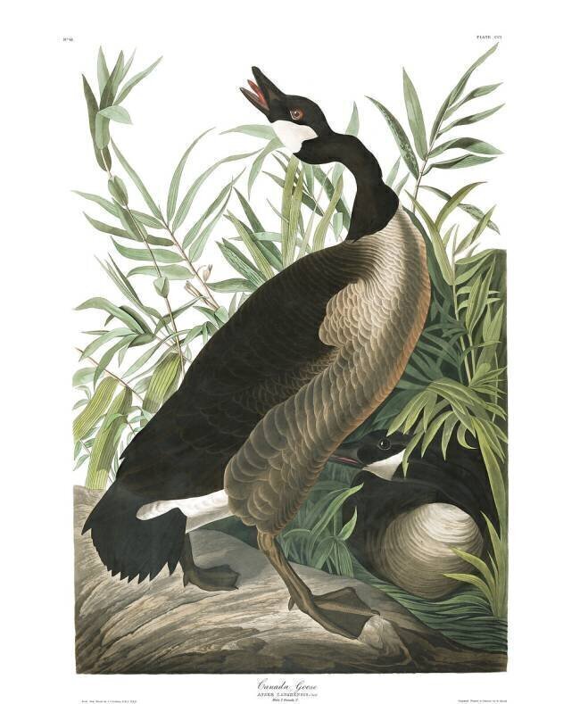 Bernache du Canada John James Audubon
