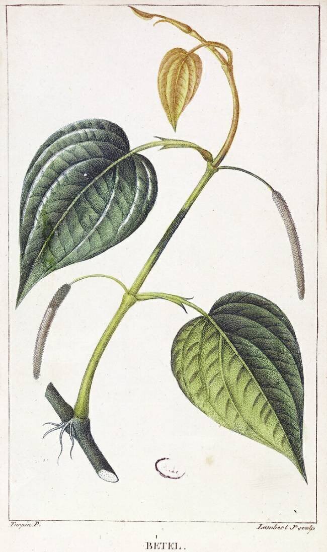 Betel Pierre Jean Francois Turpin