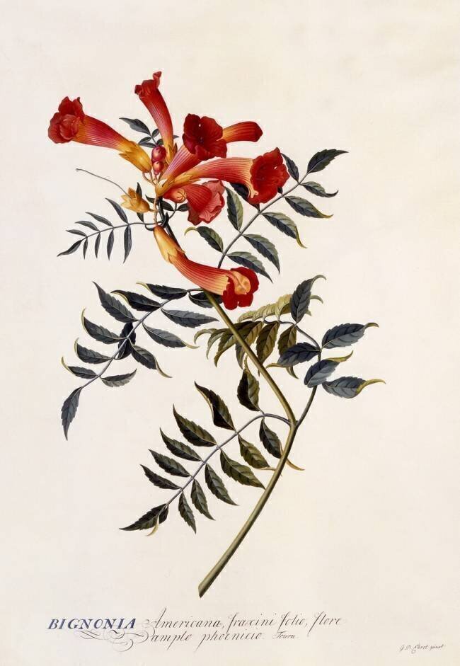 Bignonia Americana Georg Dionysius Ehret