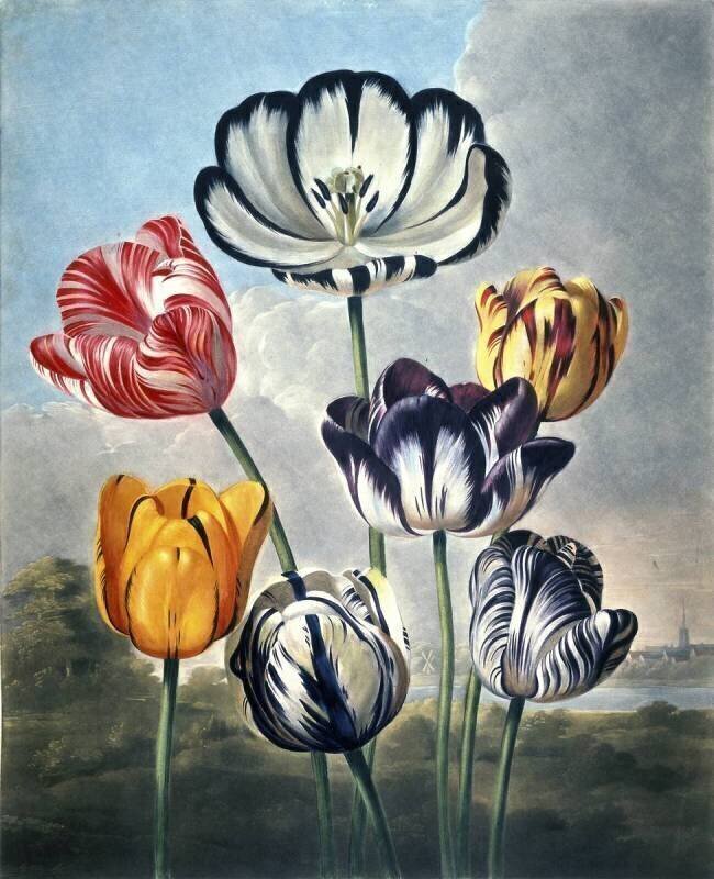 Botanique : "Tulipes" Robert John Thornton