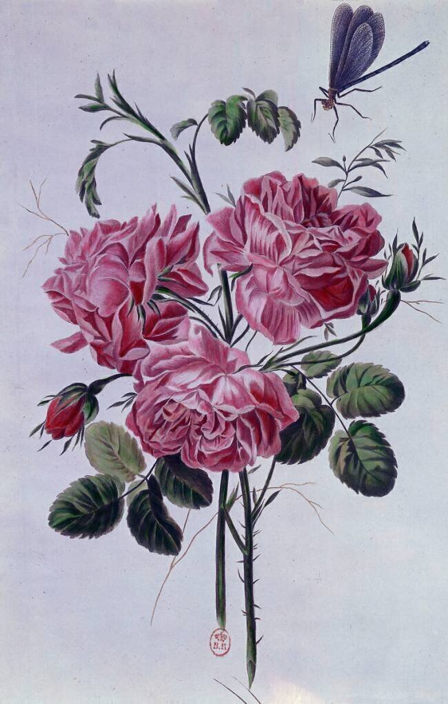 Bouquet de pivoines Pierre-Joseph Buchoz
