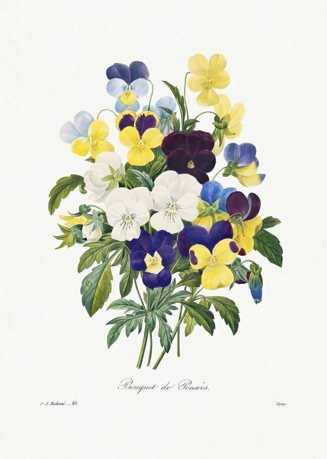 Bouquet of Pansies Pierre Joseph Redouté