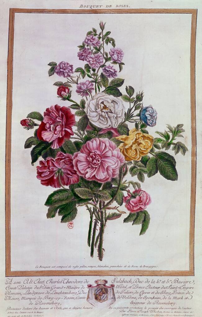 Bouquet of roses Lithography by Pierre Joseph Buchoz Pierre-Joseph Buchoz