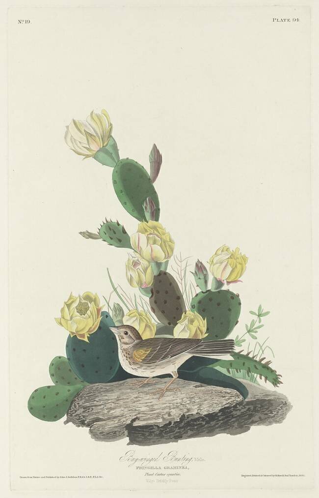 Bruant zizi John James Audubon