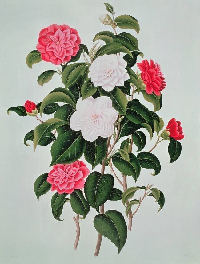 Camellia Japonica William Curtis
