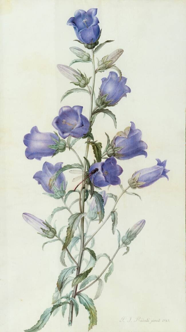 Campanula Pierre Joseph Redouté