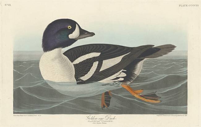 Canard aux yeux d'or John James Audubon