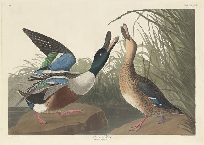 Canard boiteux John James Audubon