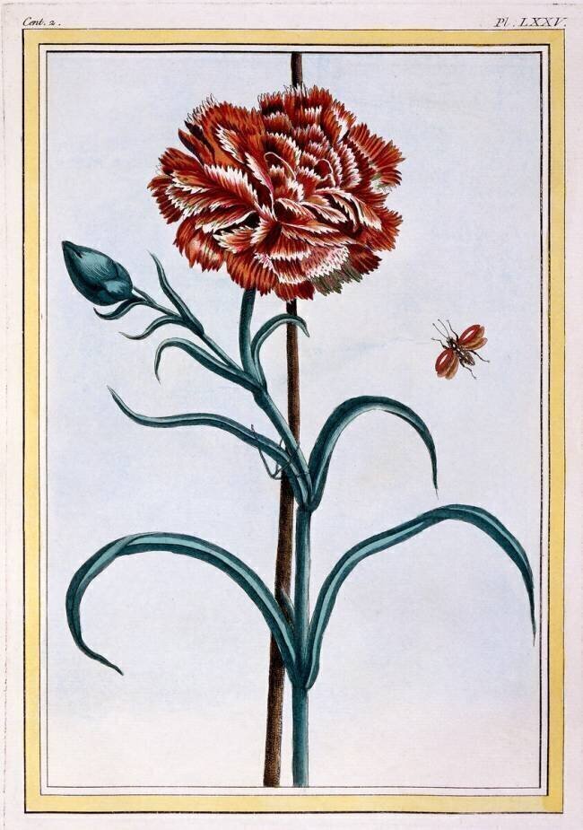 Carnation Pierre-Joseph Buchoz