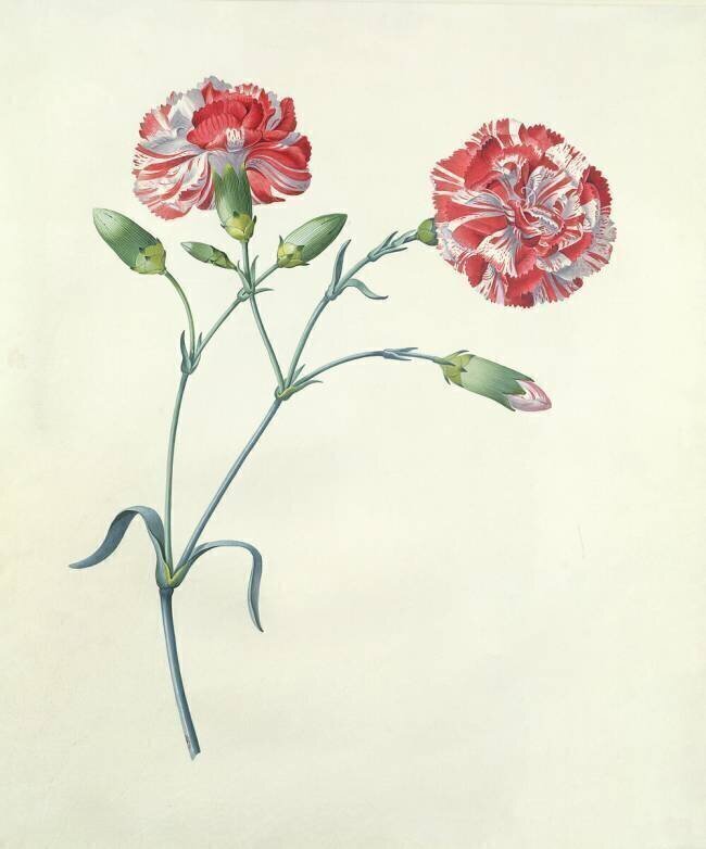 Carnation Georg Dionysius Ehret