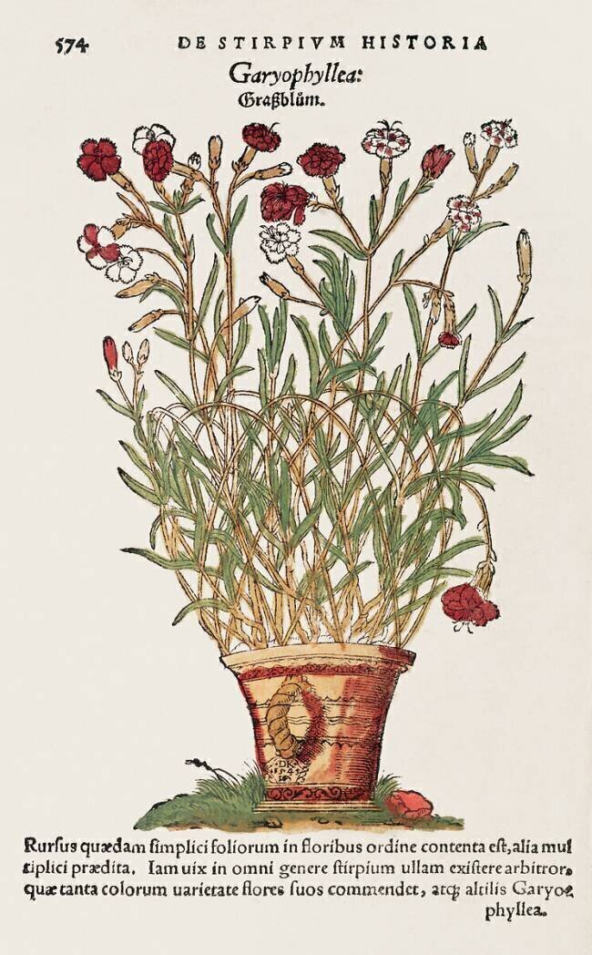 Carnation anonyme
