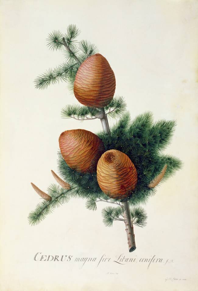 Cedrus Libani Georg Dionysius Ehret