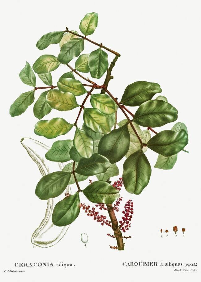 Ceratonia siliqua Pierre Joseph Redouté