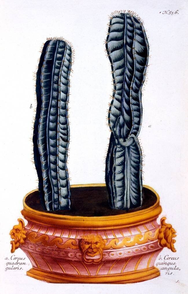 Cereus quadrangularis et Cereus quinque angularis Georg Dionysius Ehret