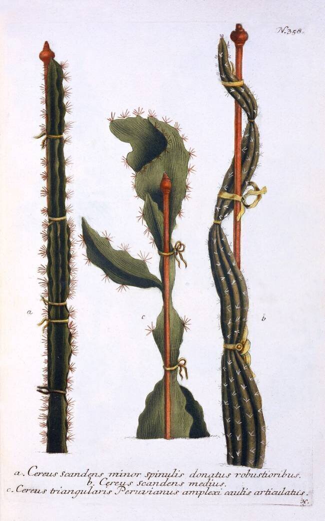Cereus scandens minor Georg Dionysius Ehret