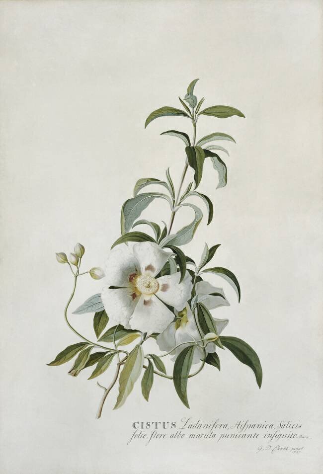 Cistus Georg Dionysius Ehret