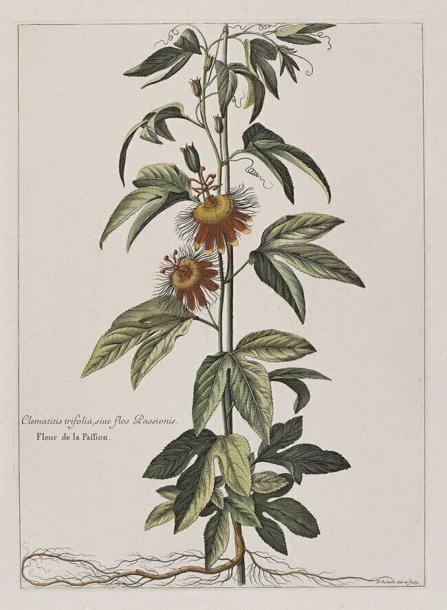 Clématite ou fleur de la Passion Nicolas Robert