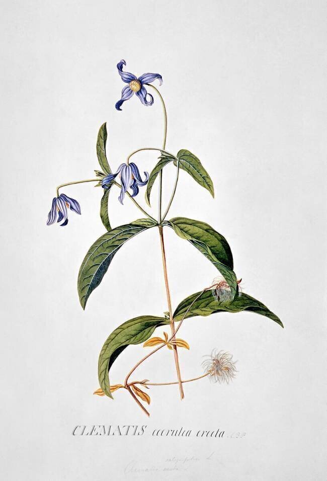 Clematis : Integrafolia Georg Dionysius Ehret