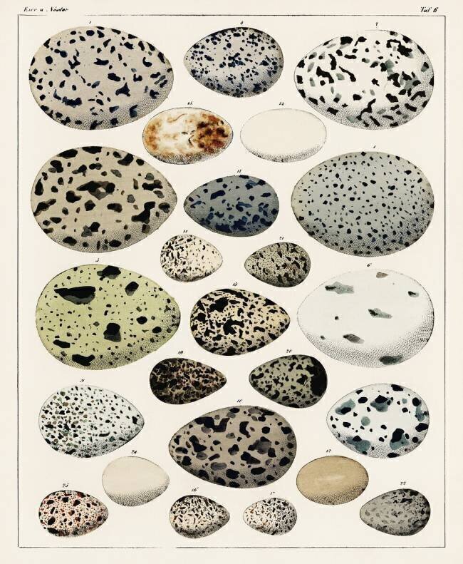 Collecte de différents œufs de différentes espèces d'oiseaux Lorenz Oken
