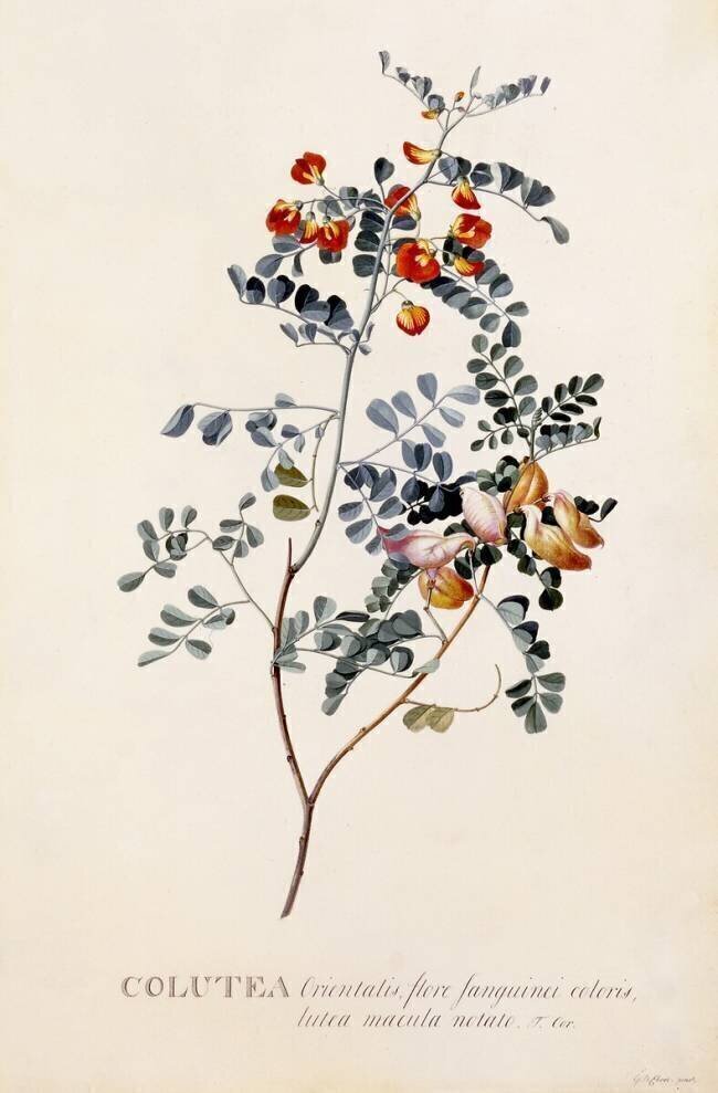 Colutea Georg Dionysius Ehret