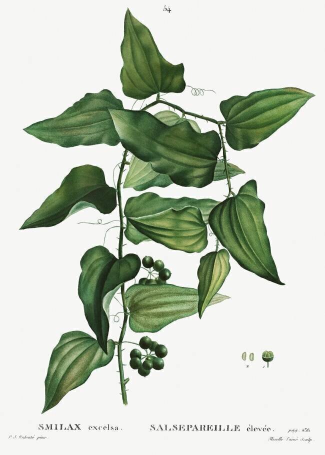 Common smilax Pierre Joseph Redouté