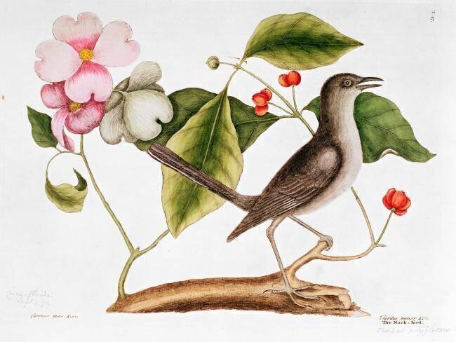 Cornouiller : Cornus florida Mark Catesby