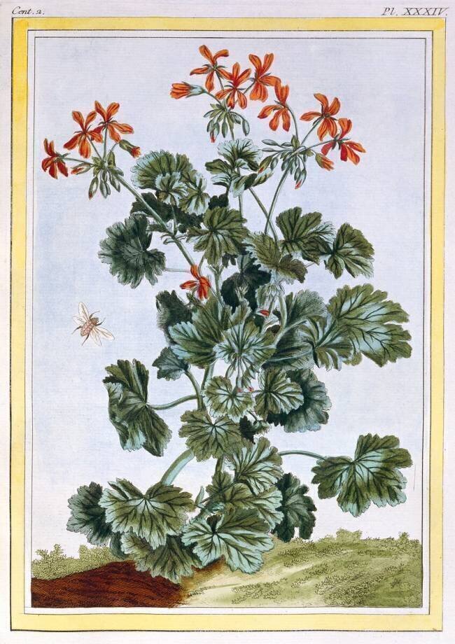 Cranesbill Pierre-Joseph Buchoz