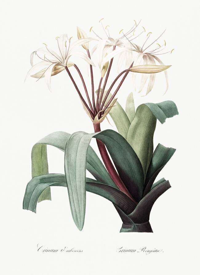 Crinum Erubescens Pierre Joseph Redouté